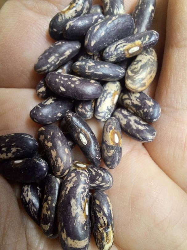 Triomphe de Farcy bab - bokorbab, Phaseolus vulgaris, hüvelyes